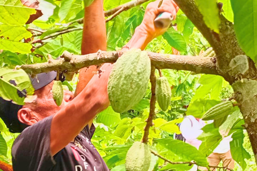 COONAPIP FOMENTA EL DESARROLLO SOSTENIBLE Y LA PRODUCCIÓN DE CACAO EN LA COMARCA MADUNGANDI
